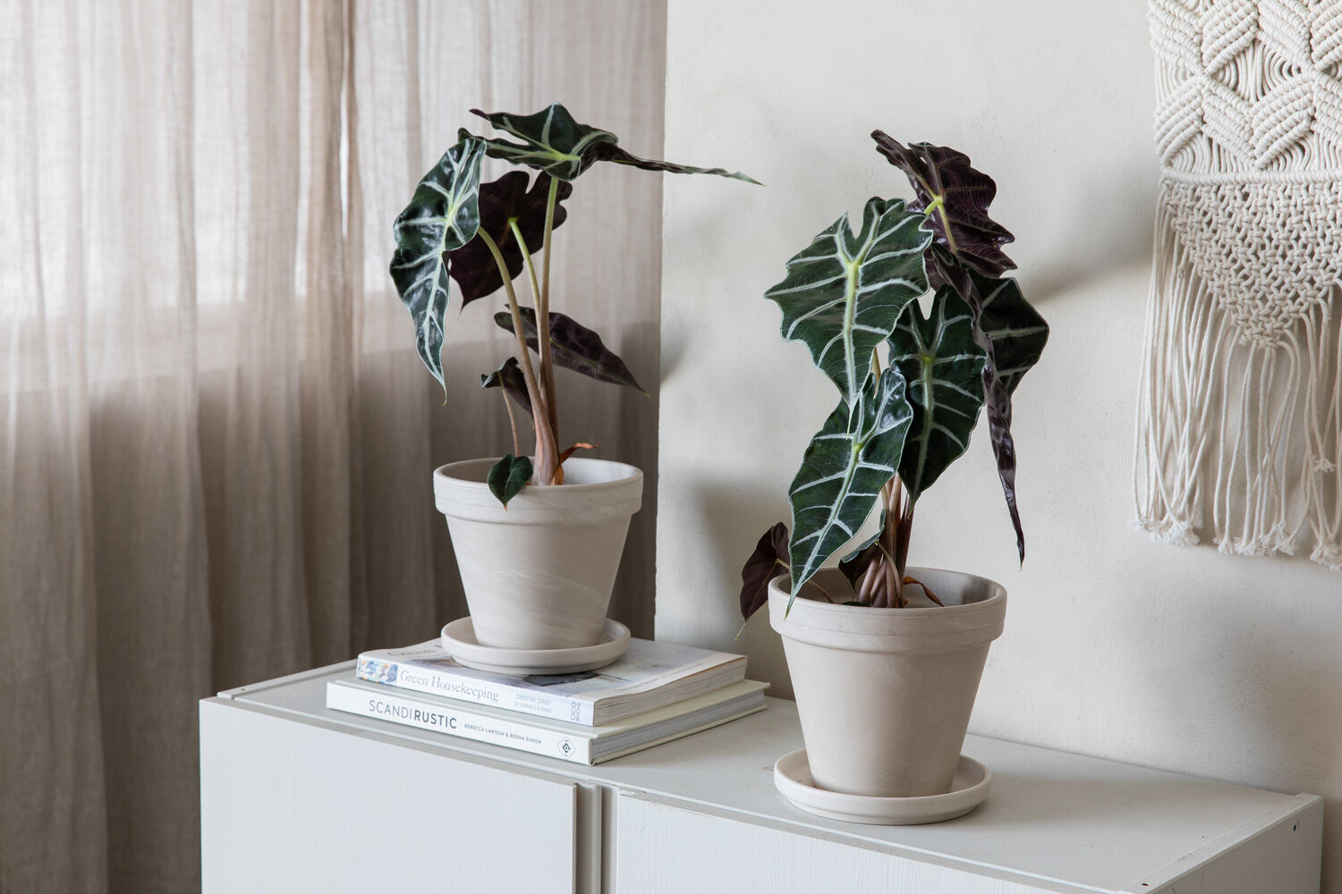Alocasia Amazonica